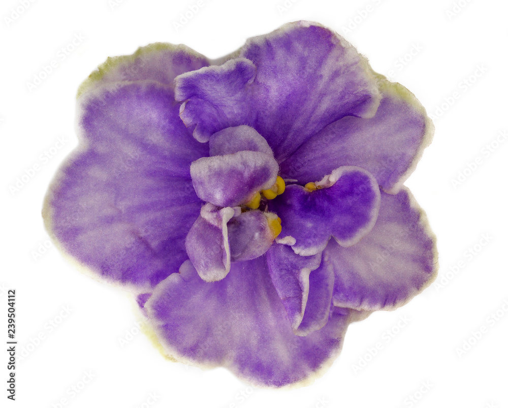 macro photo of light blue violet isolated flower. Blue Colored African Violet Flower Isolated on White Background. 