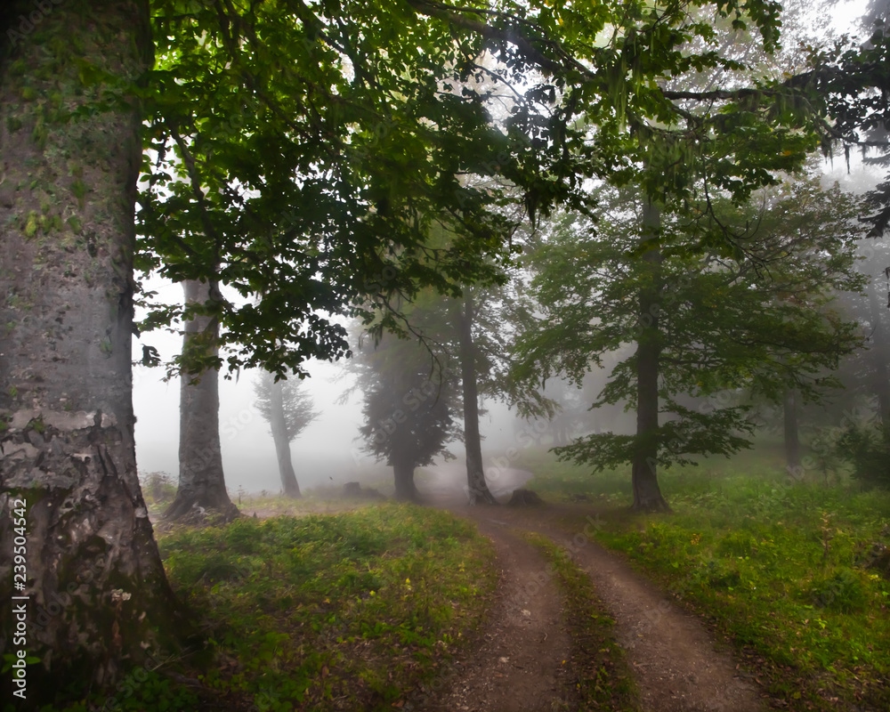 Fototapeta premium Big trees in the fog. Misty forest in the legendary ancient Greek Colchis, Caucasus,