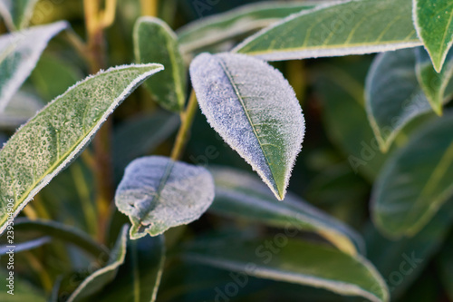 Ice cristals on green leaves on bush branches  covered with hoarfrost in a garden in pale winter sun light.