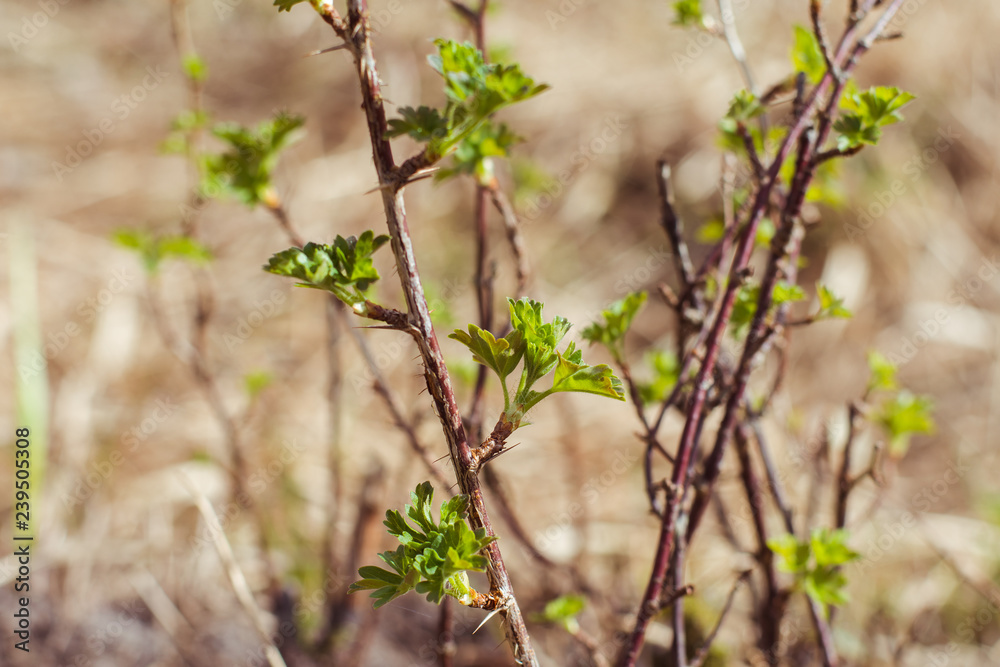 branch of gooseberry on natural background branch of gooseberry on natural background