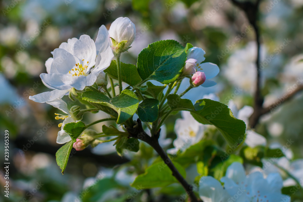 Apple tree blooms in spring
