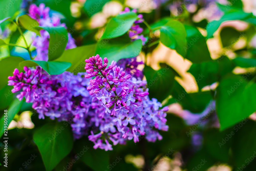 blooming lilacs in the spring blooming lilacs in the spring