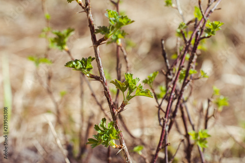 branch of gooseberry on natural background