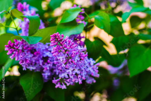 blooming lilacs in the spring
