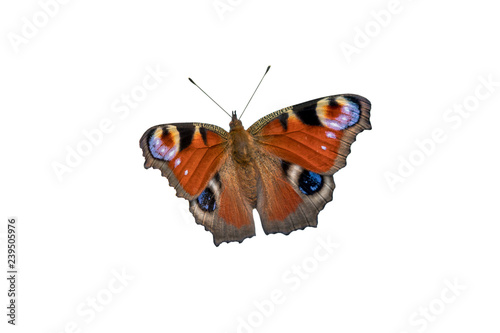 beautiful red butterfly -diurnal peacock eye isolated on white background