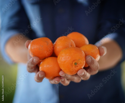 Close up of local farmer's hands holding organic oranges and clementines