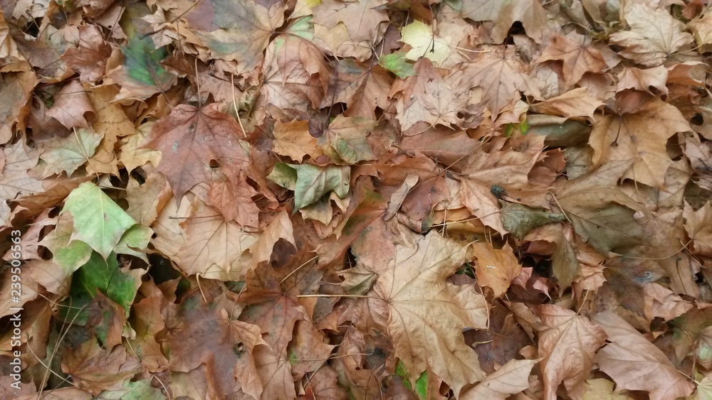 Heap of dry leaves Heap of dry leaves