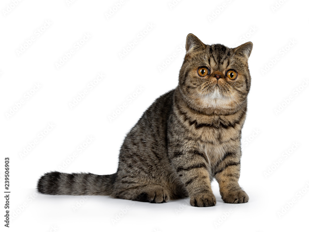Adorable black tabby Exotic Shorthair cat kitten, sitting side ways with tail behind body. Looking beside camera with big round orange eyes. Isolated on a white background. 