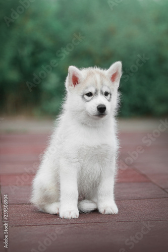 Puppy Siberian husky