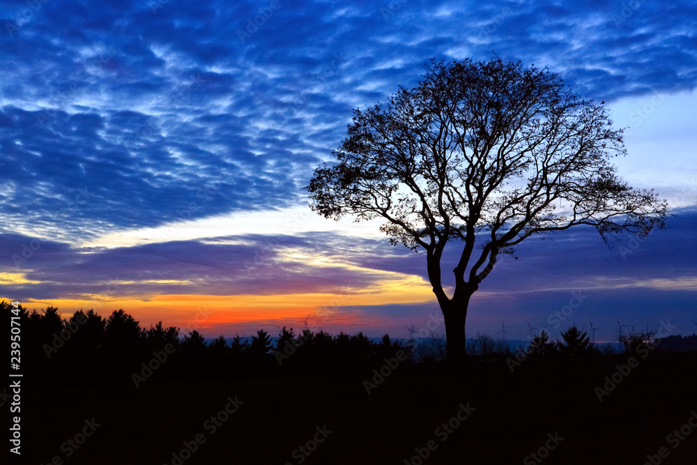Sunset and big old tree. Nature sunset background. Sunset and big old tree. Nature sunset background.