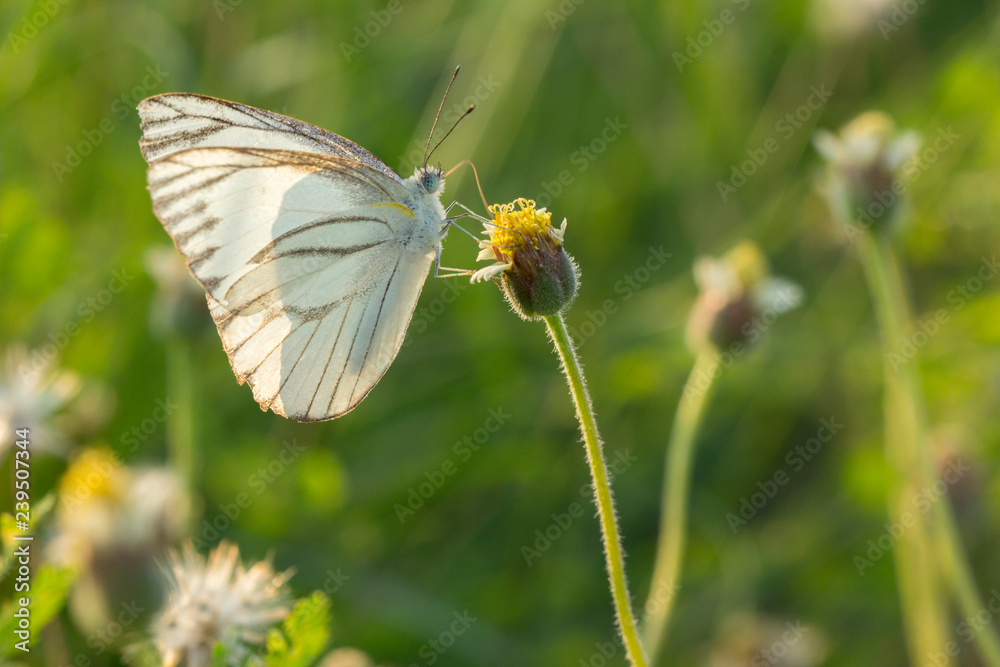 Obraz premium The Striped Albatross butterfly (Appias olferna olferna ) on flower and green nature