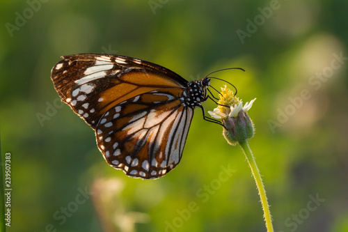 The Malay Tiger butterfly (Danaus affinis malayana) on flower and green nature © Somprasong