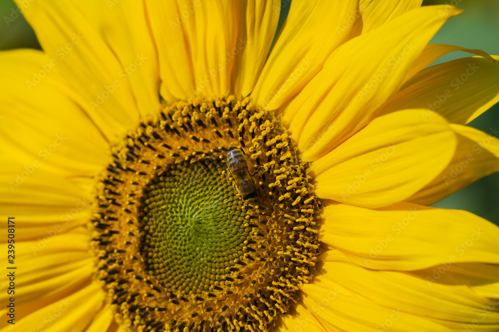 Bee and sunflower. Bee and sunflower.