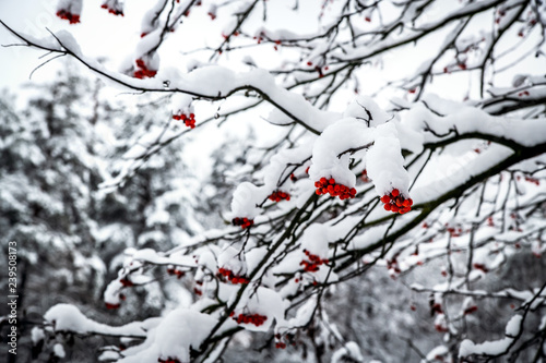 Rowan tree with ripe red berries  covered with snow.