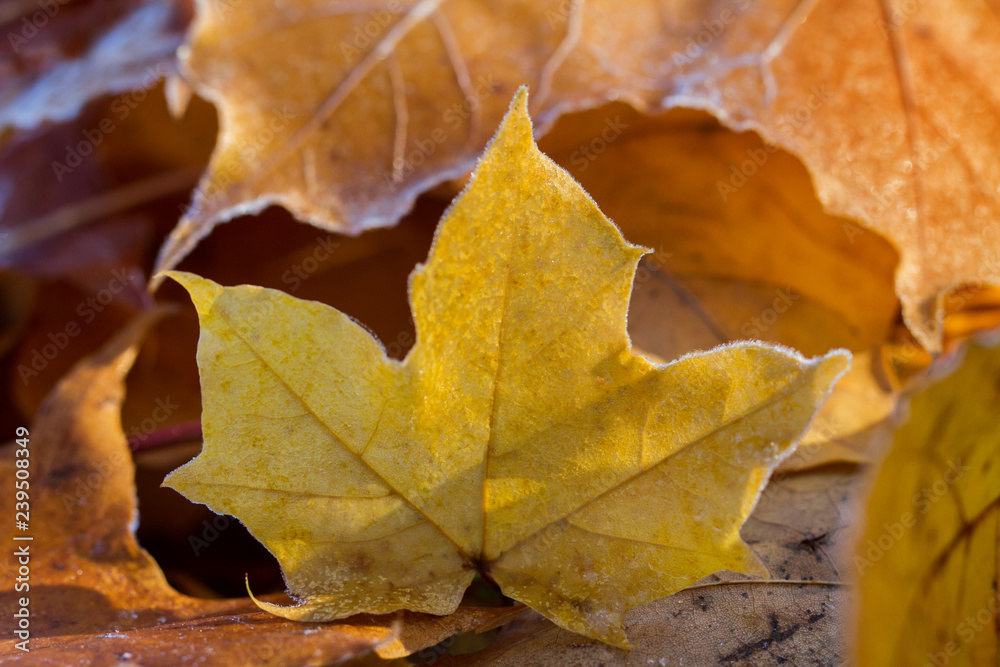 Frost morning in a autumn.