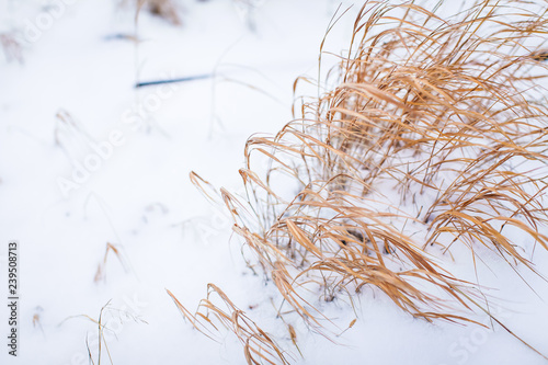 Close up Yellow dried-up grass on white snow fluctuates from wind.
