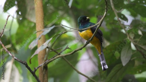 Black-throated Trogon perched on a branch scene. The bird moves Its head and looks around. Video recorded in Southeast of Brazil. Atlantic Forest Biome. 