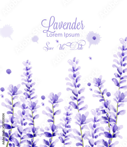 Lavender watercolor card Vector. delicate floral blooming decor. Wedding ceremony, postcard, Women day greeting. Beautiful pastel colors