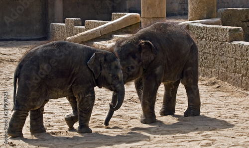 Elefantenkälber necken sich