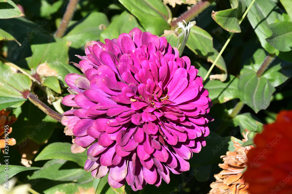 Colorful flower Zinnia Colorful flower Zinnia