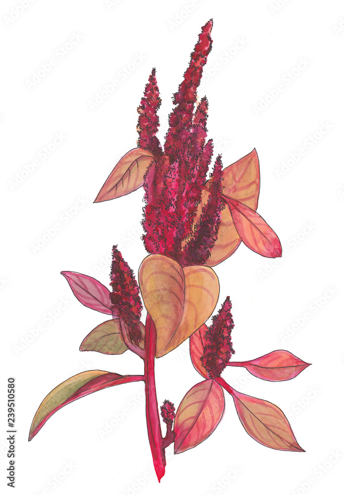 Obraz premium Botanical watercolor illustration of red amaranth.