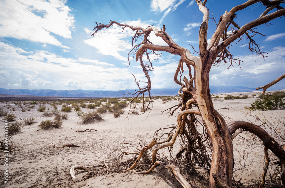 Barren desert sandy landscape of Death Valley National Park in California with sagebrush, a lone twisty tree and sand dunes Barren desert sandy landscape of Death Valley National Park in California with sagebrush, a lone twisty tree and sand dunes
