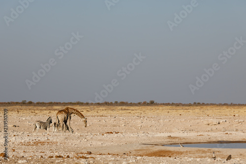 Wild animals in a waterhole of the Etosha National Park in Namibia photo