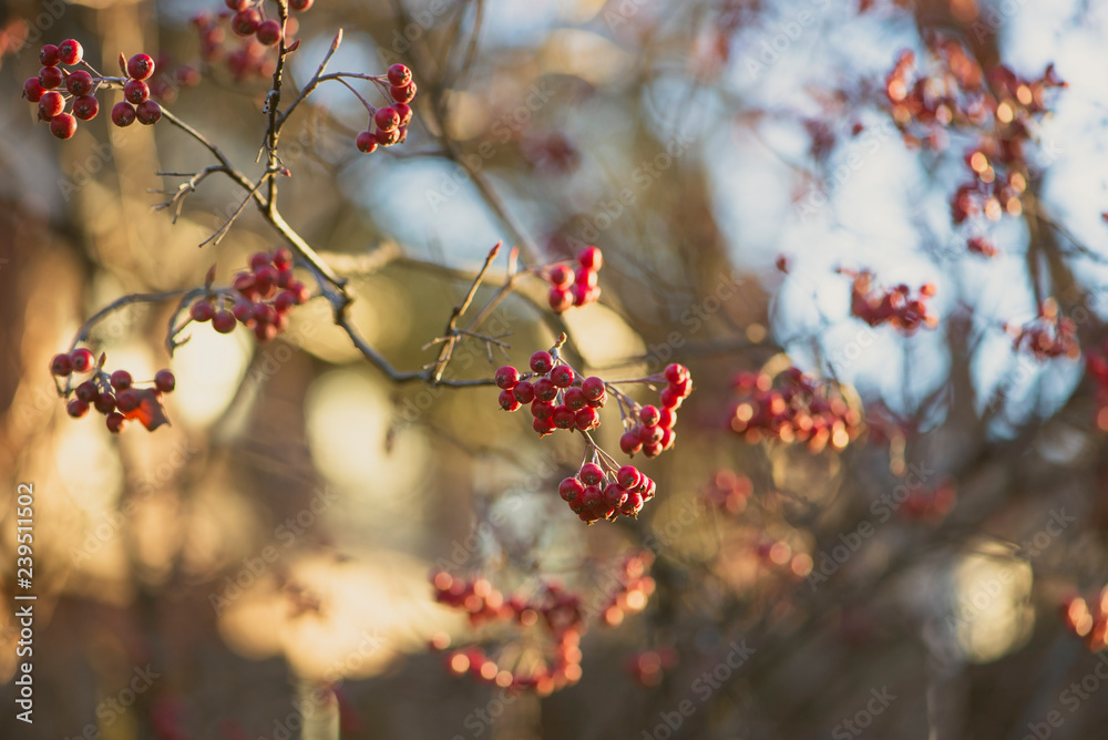 branch of tree with red berries branch of tree with red berries