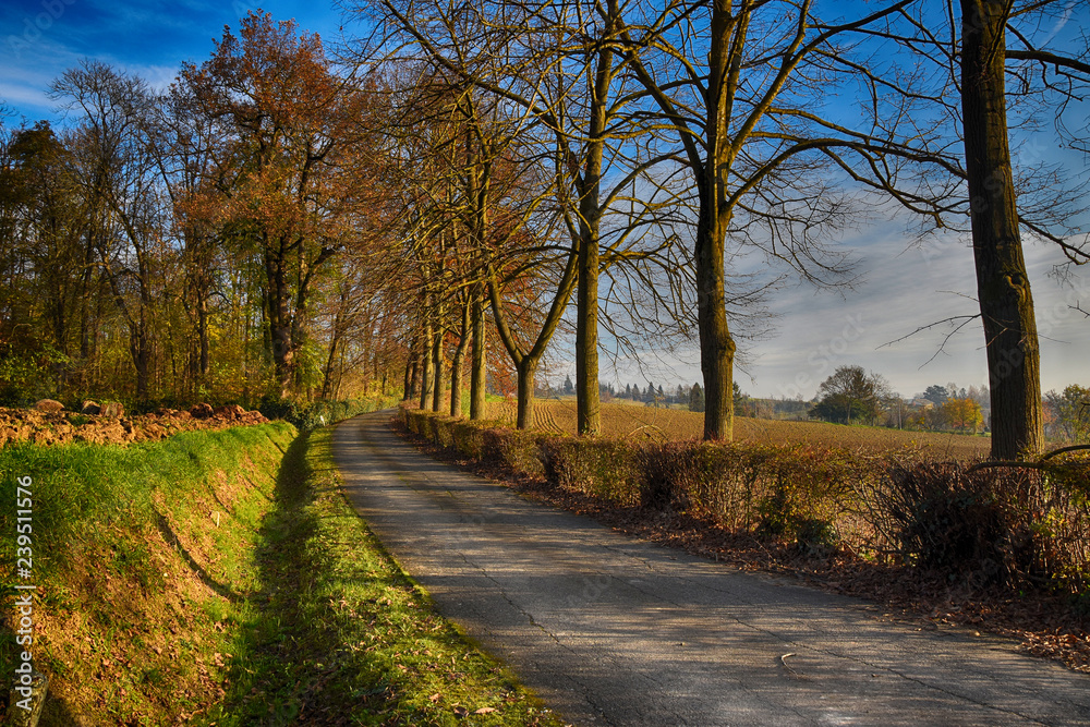 Fototapeta premium Viale valle San Bartolomeo (AL)