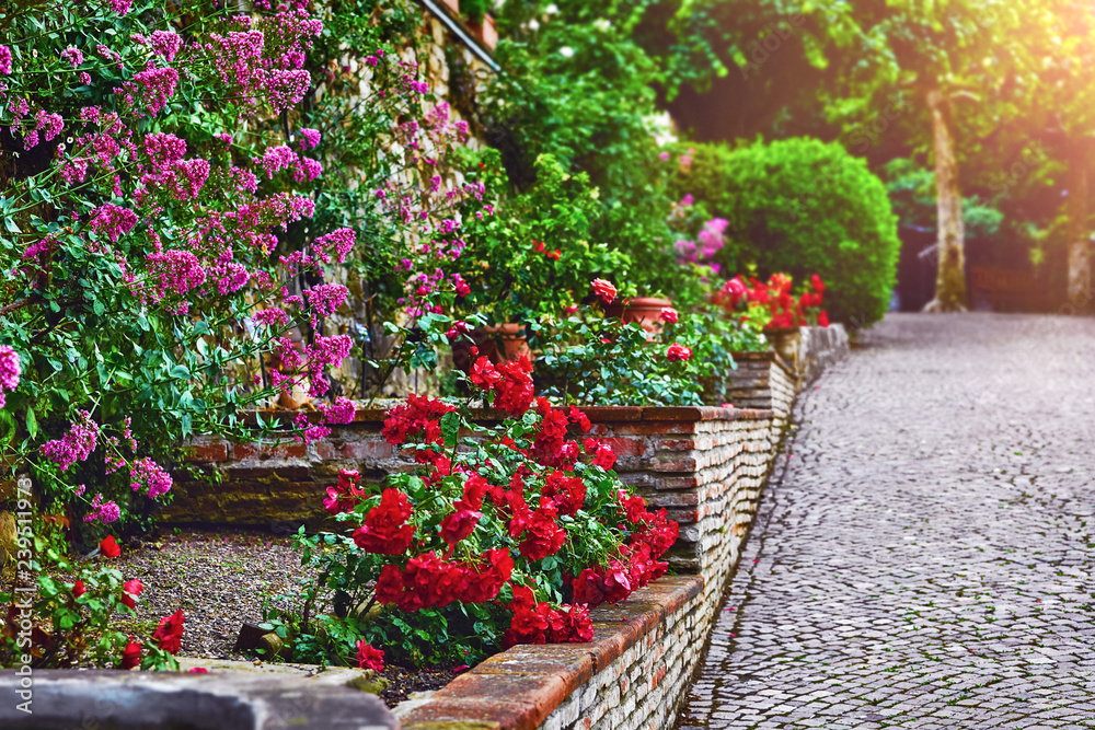 Landscape design with red roses in garden. Picturesque park