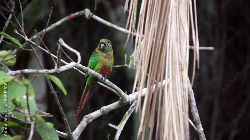 Maroon-bellied Parakeet perched on a branch scene. The bird looks around and leaps to another branch above. Video recorded in Southeast of Brazil. Atlantic Forest Biome. Maroon-bellied Parakeet perched on a branch scene. The bird looks around and leaps to another branch above. Video recorded in Southeast of Brazil. Atlantic Forest Biome.