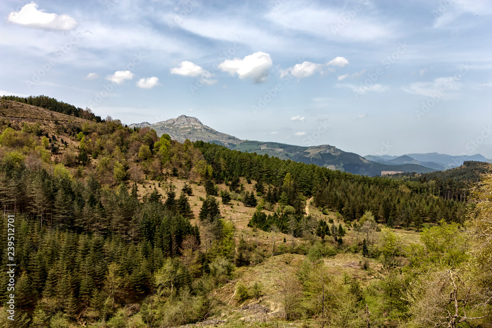 forest in the valley