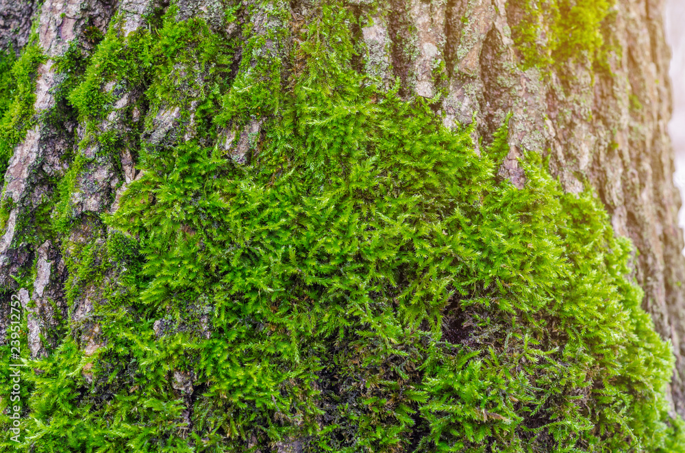 Fototapeta premium Green moss in the forest at the bottom of the tree trunk. Nature background. Ecology. Deforestation. Environmental protection