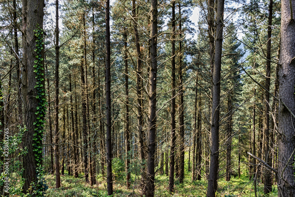 forest in the valley