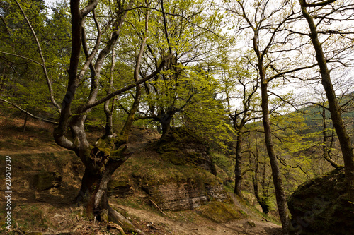 Fototapeta Naklejka Na Ścianę i Meble -  forest in the valley