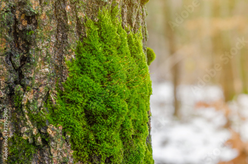 Green moss in the forest at the bottom of the tree trunk. Nature background. Ecology. Deforestation. Environmental protection