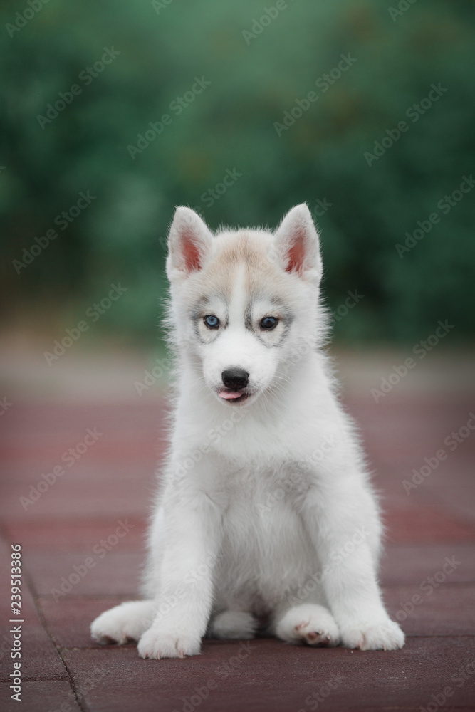 Puppy Siberian husky Puppy Siberian husky