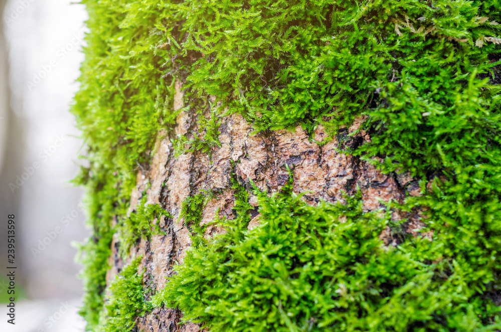 Green moss in the forest at the bottom of the tree trunk. Nature background. Ecology. Deforestation. Environmental protection Green moss in the forest at the bottom of the tree trunk. Nature background. Ecology. Deforestation. Environmental protection