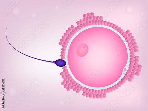 Human natural fertilization, Sperm and egg vector illustration