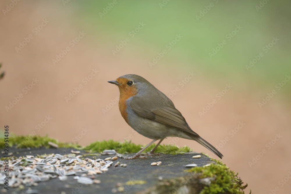 fotografias de aves varias naturaleza fotografias de aves varias naturaleza