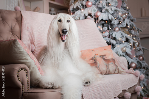 afghan hound dog christmas