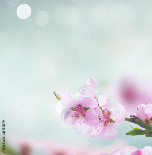 Pink cherry blossom