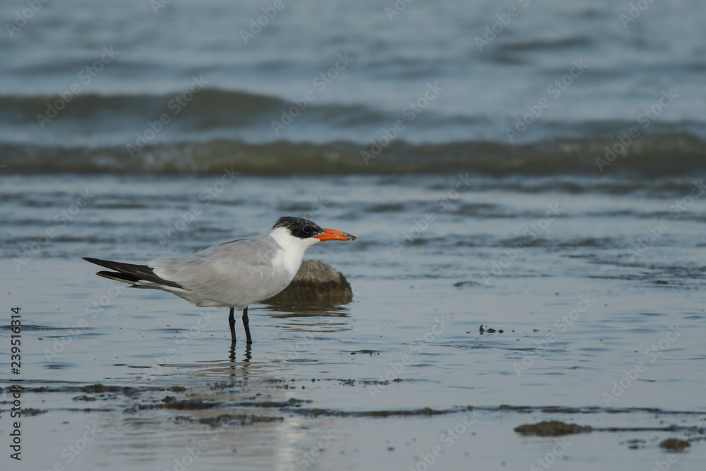 Bird feeding in water Caspian tern / Hydroprogne caspia Bird feeding in water Caspian tern / Hydroprogne caspia