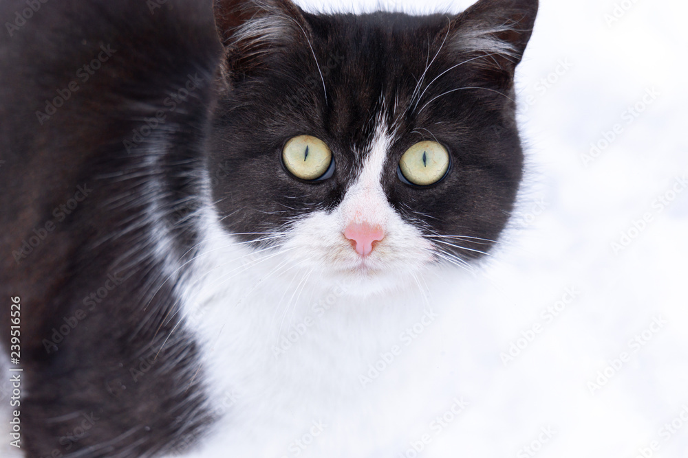 The cat is looking straight into the camera. cat on snow background. big and beautiful eyes of a cat. black and white coloring The cat is looking straight into the camera. cat on snow background. big and beautiful eyes of a cat. black and white coloring