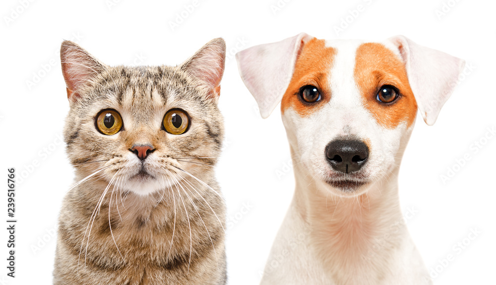 Portrait of cute cat Scottish Straight and young dog Jack Russell Terrier