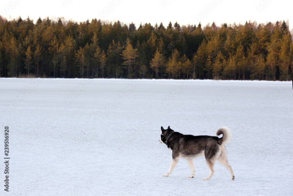 Dog breed Siberian Husky standing on the frozen lake Dog breed Siberian Husky standing on the frozen lake