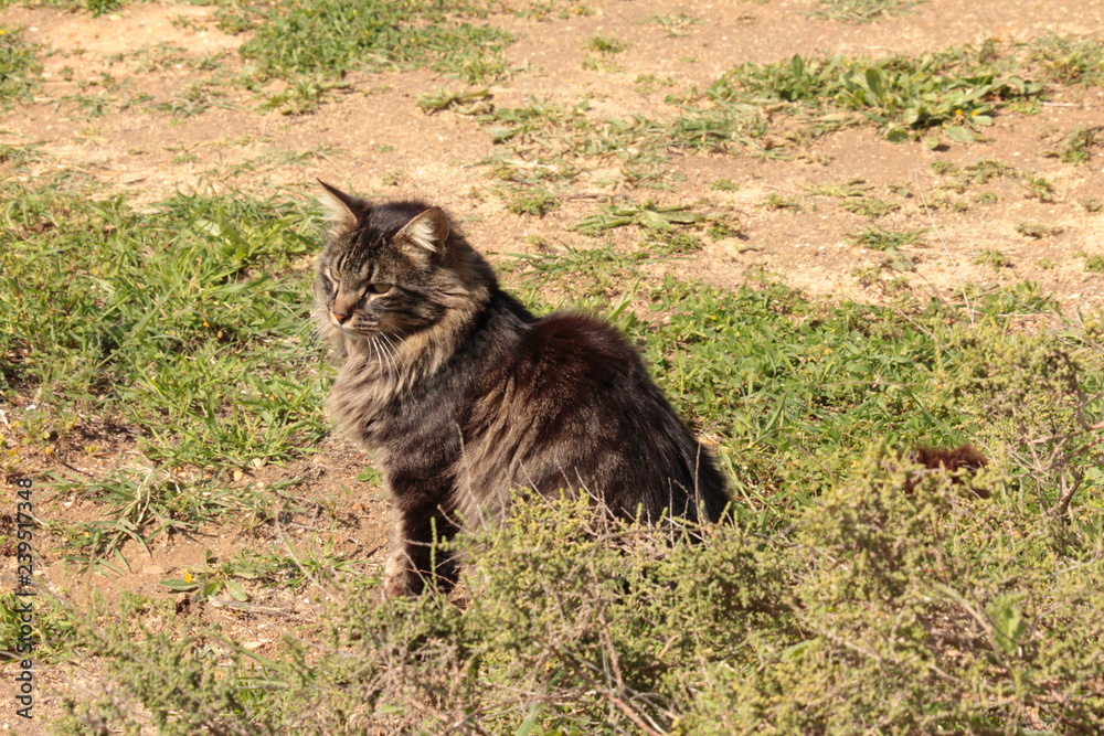 Un gatto selvatico a pelo lungo e dal manto nero e grigio sulle coste  meridionali del Portogallo Stock Photo | Adobe Stock