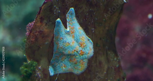 Patiria pectinifera or blue bat star. Starfish sitting on coral in tank. photo