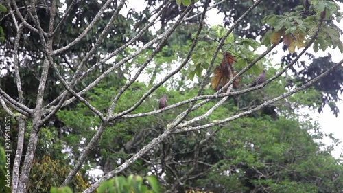 Two Picazuro Pigeon perched on a branch scene. The birds look around and one of them flies out of the frame. Video recorded in Southeast of Brazil. Atlantic Forest Biome. photo