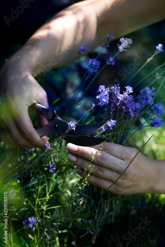 Pruning a lavender in the garden.Woman cuts a lavender bouquet with garden scissors.
